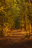 Fototapeta  - orton forest pathway forest trees