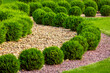 Landscaping of a backyard garden with wave ornamental growth cypress bushes by yellow stone mulch way on a day summer park details, nobody.