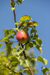 Fresh organic apple on the tree