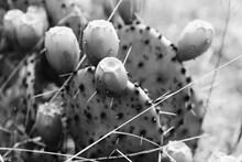 Rustic Prickly Pear Cactus In Black And White