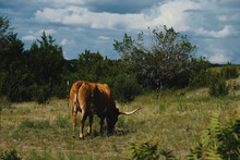 Texas Longhorn Cow Grazing In Summer Field With Storm Clouds In Background.