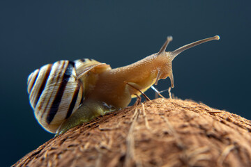 Helix pomatia. grape snail on a coconut on a dark background. mollusc and invertebrate. gourmet protein meat food.