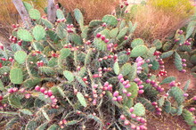 Green And Pink Cactus In The American Desert In Utah, USA.