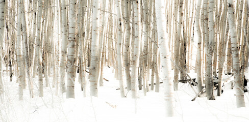 A grove of aspen trees near Crater Lake, Oregon