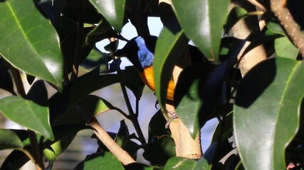 Canvas Print - Sanhaçu-papa-laranja (Pipraeidea bonariensis)