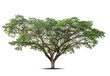 © pornsawan - Trees isolated on white background, tropical trees isolated used for design, advertising and architecture.