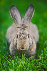 Close-up of a beautiful gray rabbit eating on a green grass lawn. Hare sits on green grass in summer on a sunny day. Vegan and meat-free diet. Fur is for animals only. Only artificial fur coat