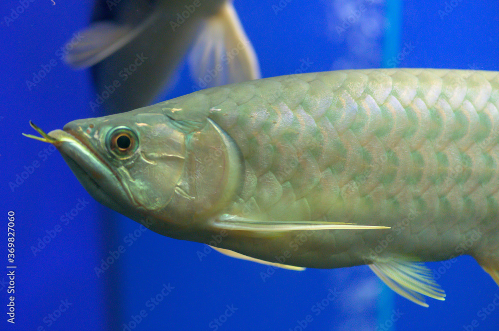 バンジャールレッド・アロワナ（Banjar Red Arowana） Stock Photo