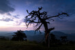 The silhouette of an old tree greeting twilight along the Blue Ridge Parkway in North Carolina.