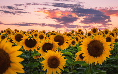 Sunflowers' field under sunset 