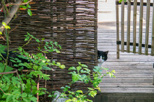 Black And White Curious Kitten Peeking From Behind A Fence