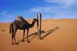 © Lea Digszammal - Camel and a giant needle in the desert
