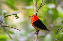 Deep Orange Tropical Bird In The Tropical Rain Forest.  Band Tailed Manakin Colorful Tropical Bird Highly Sought After By Bird Watchers And Nature Tourism