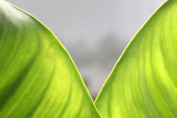 Green Leaf