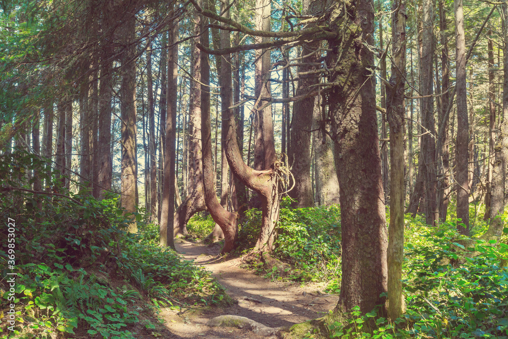 Vancouver forest - obrazy, fototapety, plakaty 