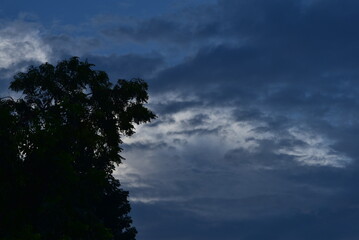 Cloudy sky and trees