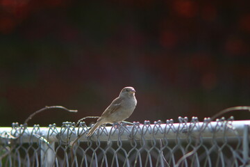 sparrow with red tree as background