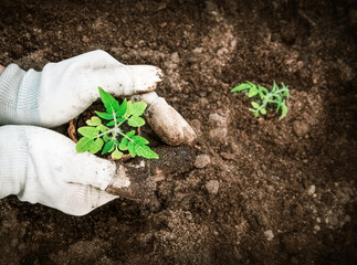 Hands putting tomato seedling