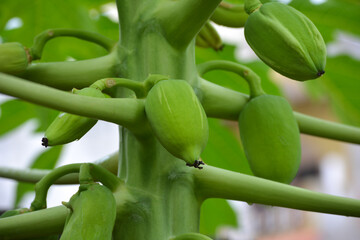 Wall Mural - Small papaya on the tree in the garden