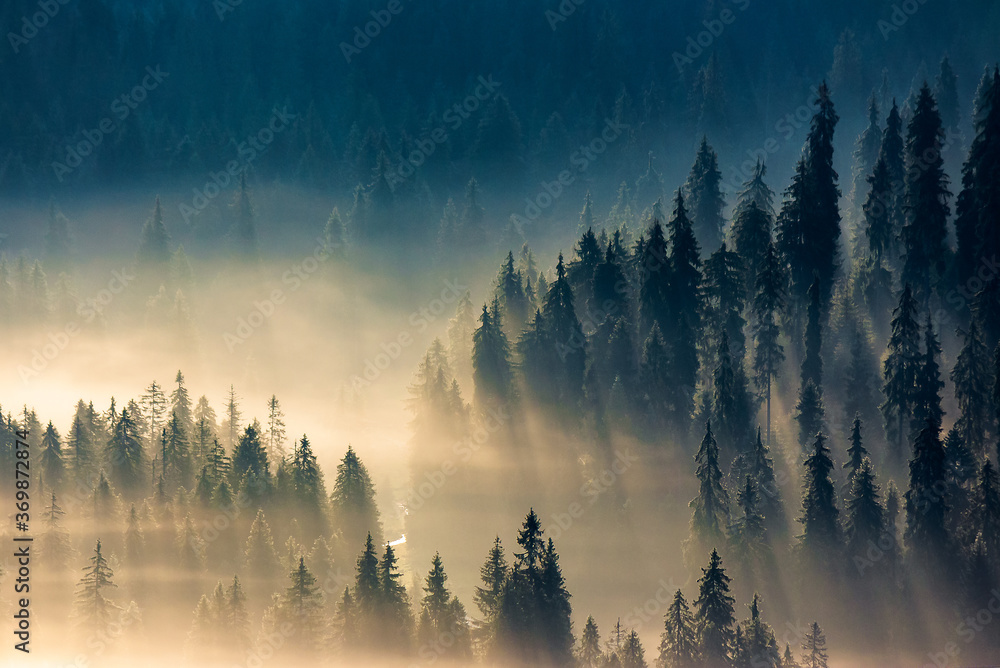 mist among the forest. spruce trees in the valley full of glowing fog. fantastic nature scenery in mountains at sunrise. view from above - obrazy, fototapety, plakaty 