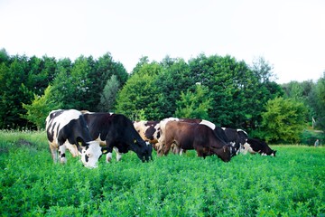 Beautiful cows on a green meadow