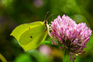 Poster - motyl  cytrynek