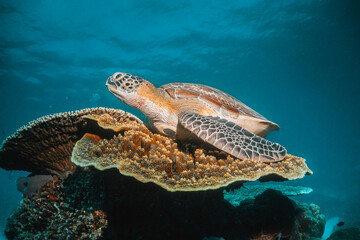 Wall Mural - Turtle swimming underwater among colorful coral reef