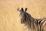 Fototapeta Sawanna - A closeup of a plains zebra foal standing in tall grass.