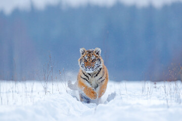 Wall Mural - tiger, cold winter in taiga, russia. snow flakes with wild amur cat. tiger snow run in wild winter n