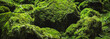Leinwandbild Motiv Beautiful Bright Green moss grown up cover the rough stones and on the floor in the forest. Show with macro view. Rocks full of the moss texture in nature for wallpaper. soft focus.