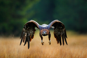 Wall Mural - Golden eagle flying above the blooming meadow. Big bird of prey with open wings.