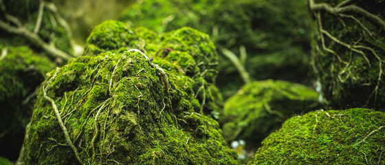 Wall Mural - Beautiful Bright Green moss grown up cover the rough stones and on the floor in the forest. Show with macro view. Rocks full of the moss texture in nature for wallpaper. soft focus.