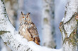 Winter scene with Big Eastern Siberian Eagle Owl, Bubo bubo sibiricus, sitting in the birch tree with snow in the forest.