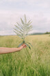 © Anna-Maria Langer - leaf being held in nature on field mood image