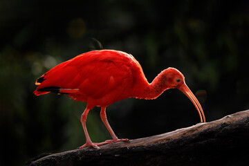 Scarlet Ibis, Eudocimus ruber, exotic bird in the nature forest habitat. Red bird sitting on the tree branch, beautiful evening sun light, Caroni Swamp, Trinidad and Tobago. Ibis in the habitat.