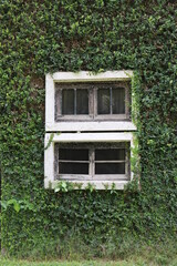 White Frame Window of the Country Style Building which Covered with Green Ivy