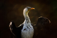 Little Pied Cormorant, Microcarbo Melanoleucos, Water Bird From Australia. Detail Portrait Of Cormorant With Back Sun Light During Evening. Wildlife Scene From Nature.