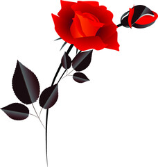 Wall Mural - The branch of red roses.