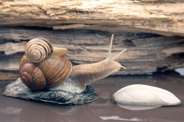 Helix pomatia. snail climbs from stone to stone. mollusc and invertebrate. delicacy meat and gourmet food.