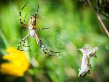 Wasp Spider With Prey In His Web