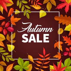 Sticker - Autumn sale vector poster. Fallen leaves maple, rowan and chestnut, oak and birch trees. Autumnal discount promo offer card for fall season price off, square frame design with typography and foliage