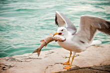 Seagull Eating Fish Near The River, Hungry Concept 
