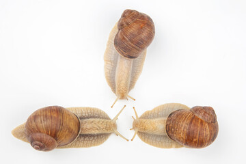 Helix pomatia. grape snail on a white background. mollusc and invertebrate. gourmet protein meat food. communication of the individual in society