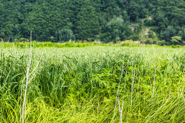 Canvas Print - Beautiful rural scenic landscape,Avena Sativa,Oat green field of the riverside.