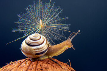 Helix pomatia. grape snail on a coconut on a dark background. mollusc and invertebrate. gourmet protein meat food.