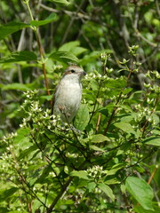 Wall Mural - dove on a branch