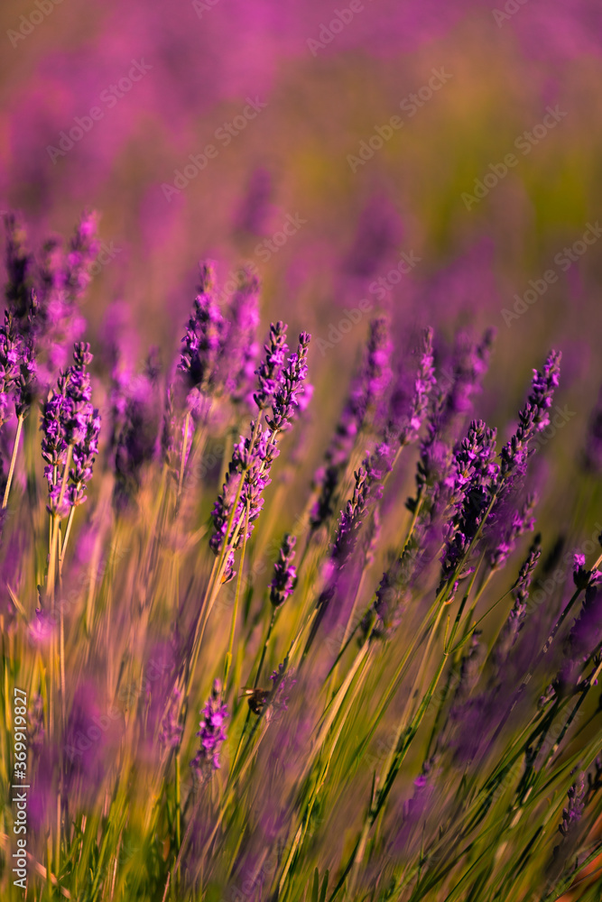Lavender fields in Brihuega, Guadalajara, Spain. - obrazy, fototapety, plakaty 