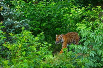 Indochinese tiger, Panthera tigris corbetti, among natural vegetation