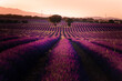 Lavender fields in Brihuega, Guadalajara, Spain.