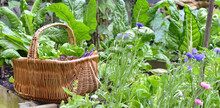 Fresh Vegetables In A Wicker Basket Harvesting In Garden